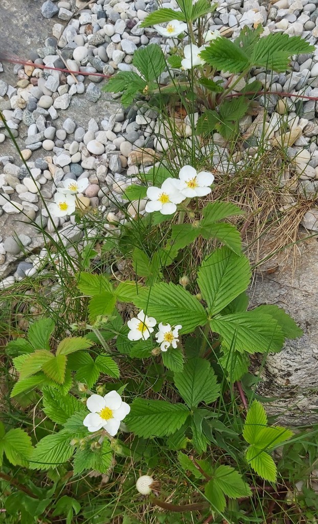 Šumska jagoda - fragaria vesca, fotografija je vlasništvo druidskog Bazginog Gaja te služi u edukacijske svrhe na stranicama online herbarija