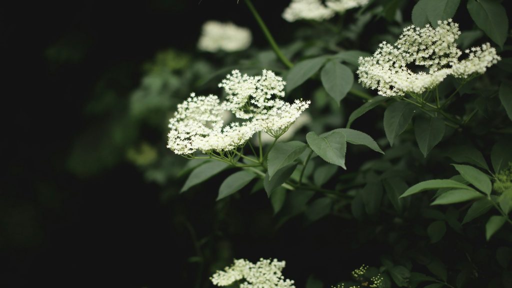 Bazgin Gaj - Elder Grove